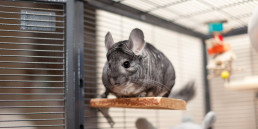 informatie chinchilla