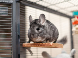 informatie chinchilla