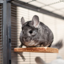 informatie chinchilla