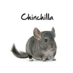 chinchilla