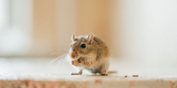 Informatie gerbil