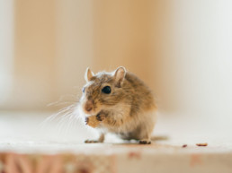 Informatie gerbil