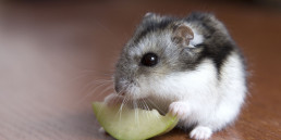 informatie hamster