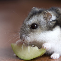 Toepassen eigenaar Uitgaan Informatie over de hamster - Pets Place