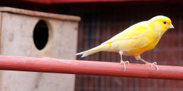 kanarie informatie