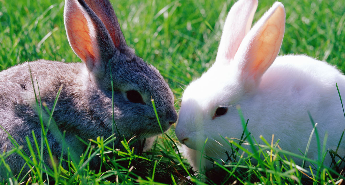 Informatie over konijnen Pets Place