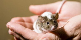 informatie muis