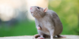 informatie rat
