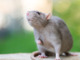 informatie rat
