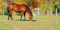 Weerstand paard in de herfst - supplementen