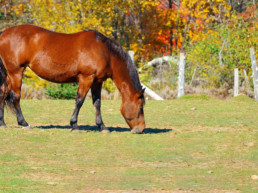 Weerstand paard in de herfst - supplementen