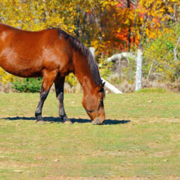 Weerstand paard in de herfst - supplementen