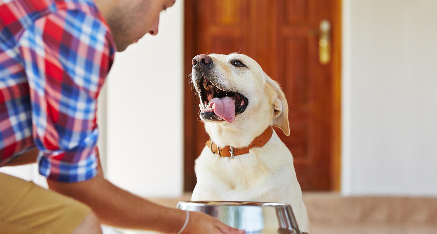 Welk hondenvoer kan je het beste aan je hond geven?