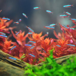 Gezelschapsaquarium