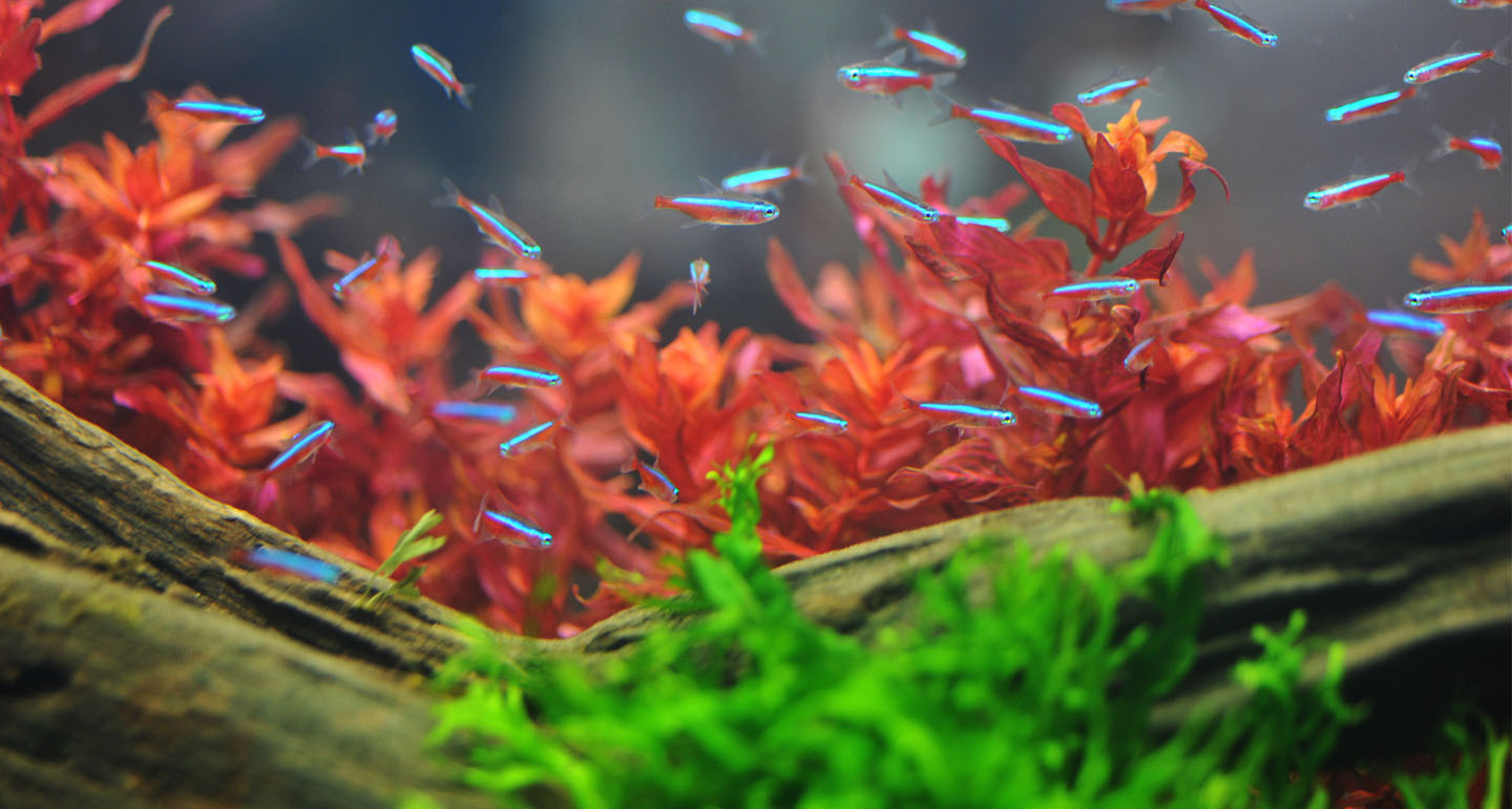 Bezit Alert schrijven Top 5 scholenvisjes voor in jouw tropische aquarium - Pets Place