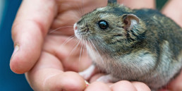 hamster tam maken