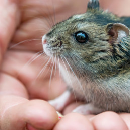 hamster tam maken