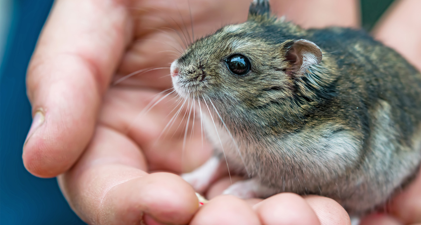 Hamsters tam maken, hoe kun je dit het beste doen? - Pets Place