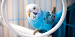 vogel trucje aanleren
