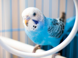 vogel trucje aanleren