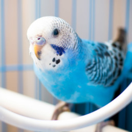 vogel trucje aanleren