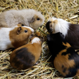 cavia