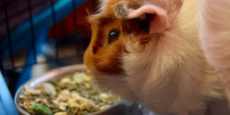 caviavoer