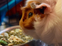 caviavoer