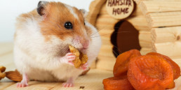 hamstervoer