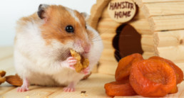 hamstervoer