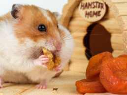 hamstervoer