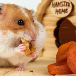 hamstervoer