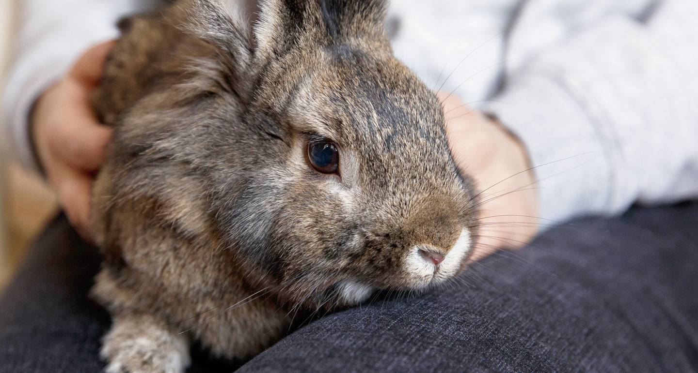 Het tam maken van je konijnen, hoe doe je dat? Pets Place Het tam maken van je konijnen, hoe doe je dat? Pets Place