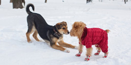 Hond kou jasje