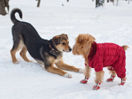 Hond kou jasje