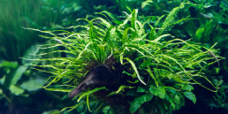 aquariumplanten