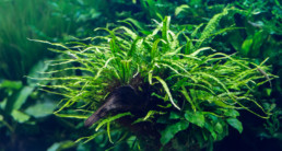 aquariumplanten