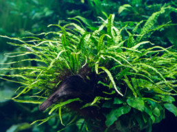aquariumplanten