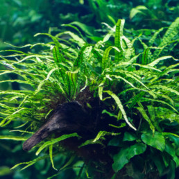 aquariumplanten