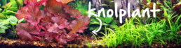 knolplant