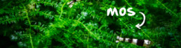 mos