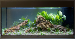 plantenpakket