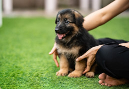 Een,lieflijke,Elzasser,Duitse,Herdershond,Puppy,Wordt,Vrolijk,Ravottend,Gezien