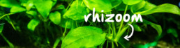 rhizoom