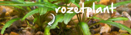 rozetplant