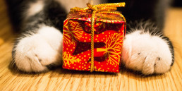sinterklaas cadeau kat