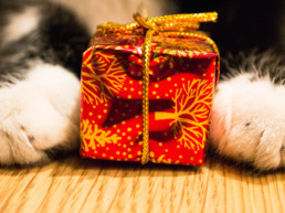 sinterklaas cadeau kat