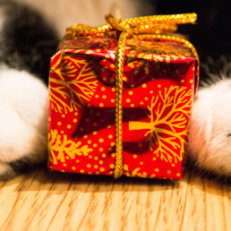 sinterklaas cadeau kat