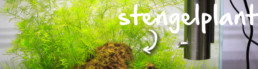 stengelplant