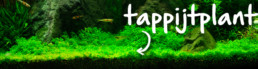 tappijtplant